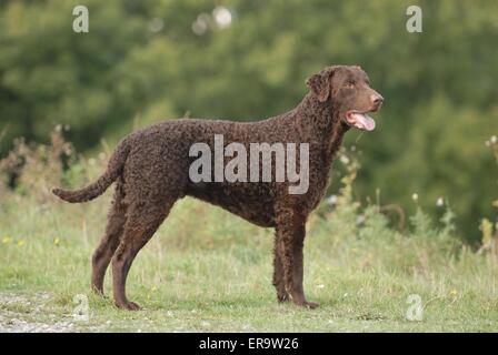 Comité permanent Curly Coated Retriever Banque D'Images