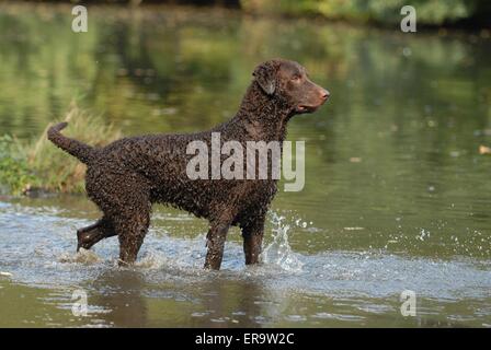 Comité permanent Curly Coated Retriever Banque D'Images