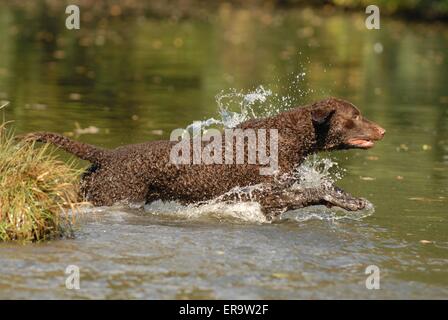 Curly Coated Retriever Banque D'Images
