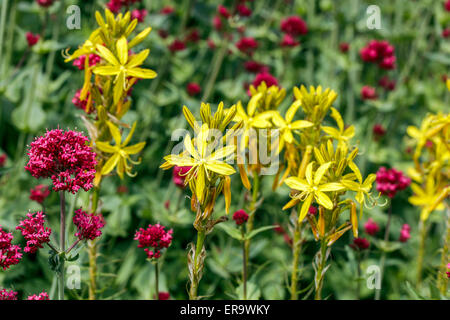 Asphodeline lutea Asphodel, jaune, rouge de valériane, Centranthus ruber Banque D'Images