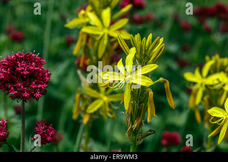 Asphodeline lutea Asphodel, jaune, rouge de valériane, Centranthus ruber Banque D'Images