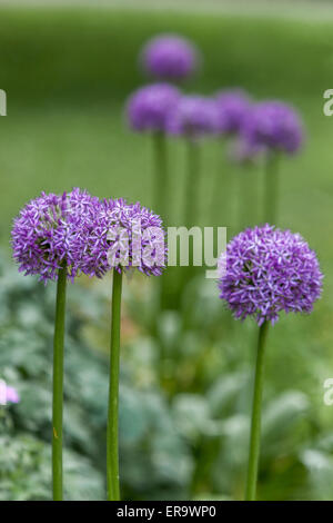 Allium 'Gladiator' capitule. Banque D'Images