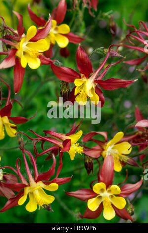 Columbine Aquilegia 'Tequila Sunrise' rouge jaune jardin de printemps fleurs Banque D'Images