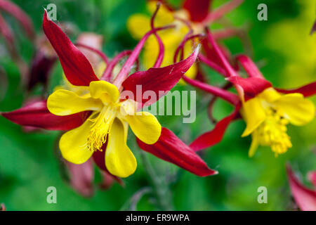 L'ancolie Aquilegia 'Tequila Sunrise' fleur jaune rouge Banque D'Images