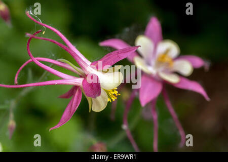 Aquilegia Ancolie rose fleur close up Banque D'Images