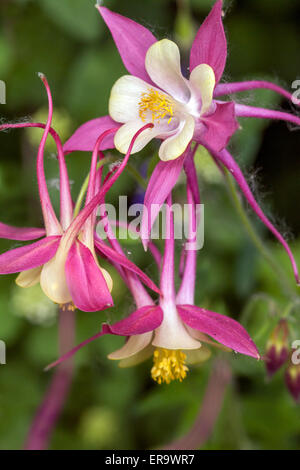 Aquilegia Ancolie rose fleur close up Banque D'Images