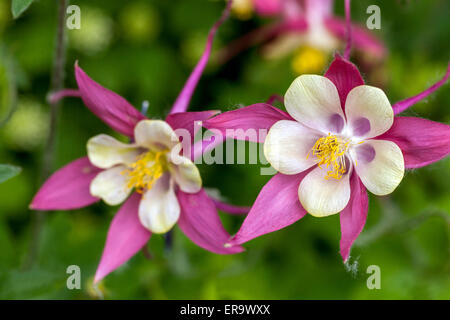 Aquilegia Ancolie rose fleur close up Banque D'Images