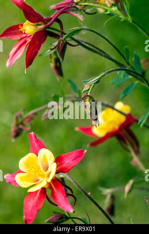 L'ancolie Aquilegia 'Tequila Sunrise' fleur jaune rouge Banque D'Images