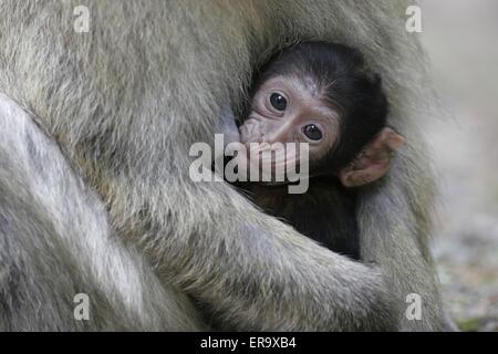 Bébé singe de Barbarie Banque D'Images