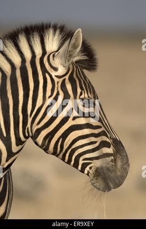 Zebra Banque D'Images