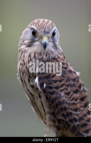 Eurasian kestrel portrait Banque D'Images