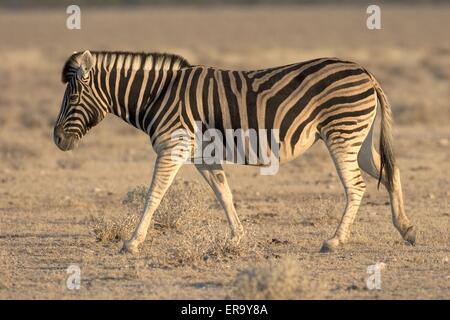 Zebra Banque D'Images