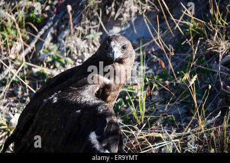 Harrier Nouvelle-zélande Hawk avec aile cassée, McKenzie Country, Canterbury, île du Sud, Nouvelle-Zélande Banque D'Images