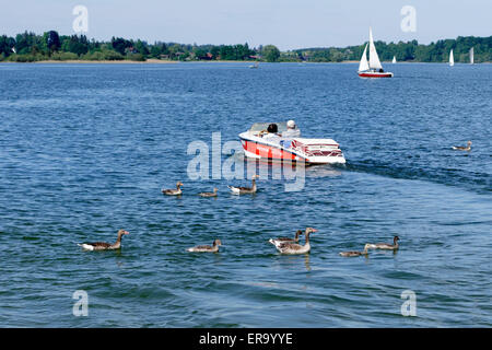 Tourisme lac dans un petit bateau avec des bernaches dans l'avant-plan, Chiemsee, Chiemgau, Upper Bavaria, Germany, Europe. Banque D'Images