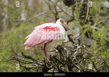 Roseate Spoonbill Banque D'Images