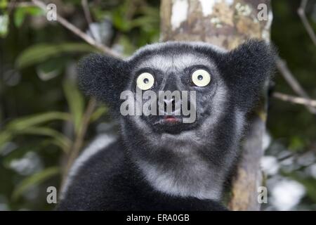 Indri Banque D'Images