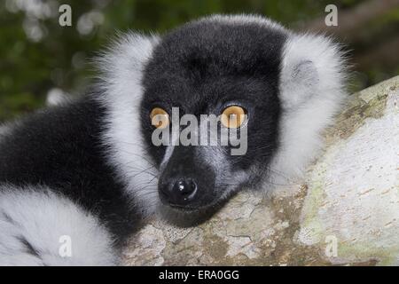 Noir et blanc de la Gélinotte Lemur Banque D'Images