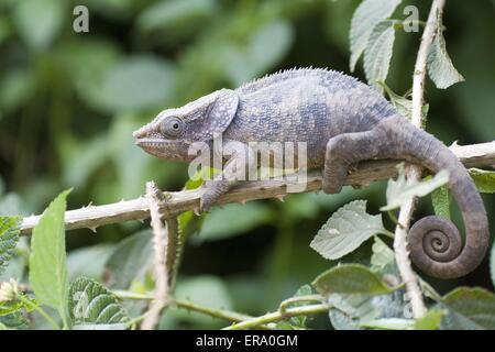 Short-horned Chameleon Banque D'Images