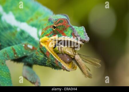 Caméléon panthère de l'alimentation Banque D'Images