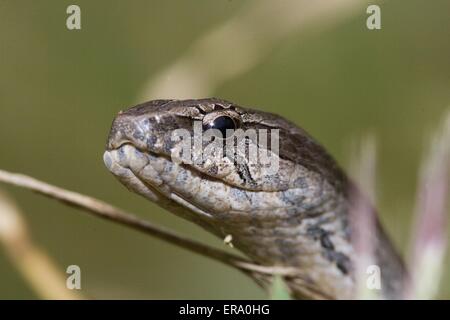 Mahafaly Adder Banque D'Images