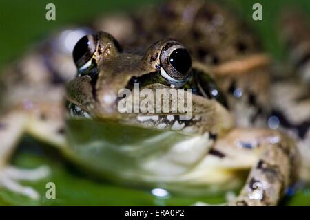 Grenouille strié de Mascarene Banque D'Images