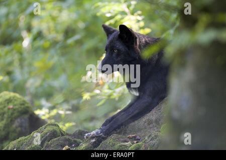 Le loup de l'Est Banque D'Images