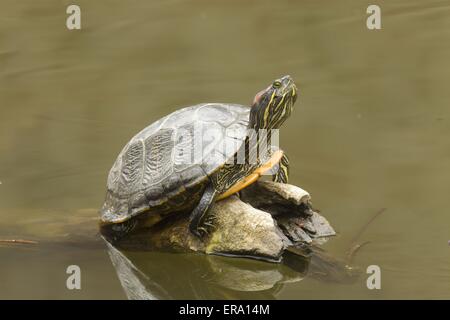 Tortue à oreilles rouges Banque D'Images