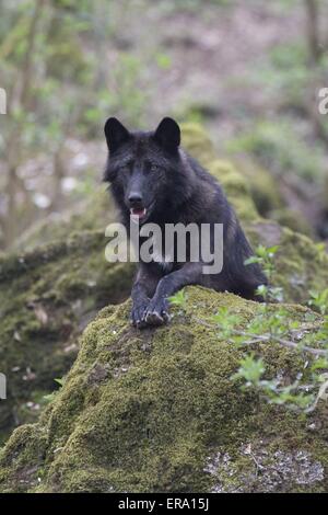 Liegender Eastern Timber Wolf Banque D'Images