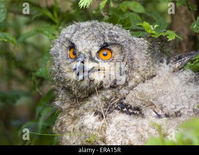 jeune Hibou grand-duc Banque D'Images
