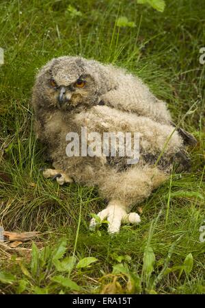 jeune Hibou grand-duc Banque D'Images