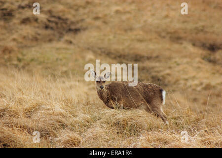 Un cerf sika dans les montagnes de Wicklow. Banque D'Images