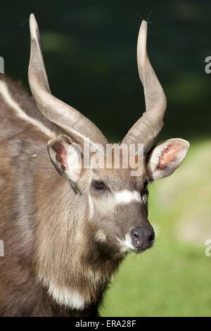 Sitatunga Portrait Banque D'Images