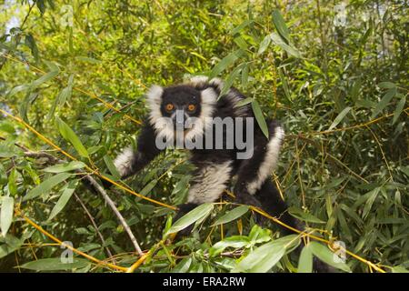 Noir et blanc de la gélinotte lemur Banque D'Images