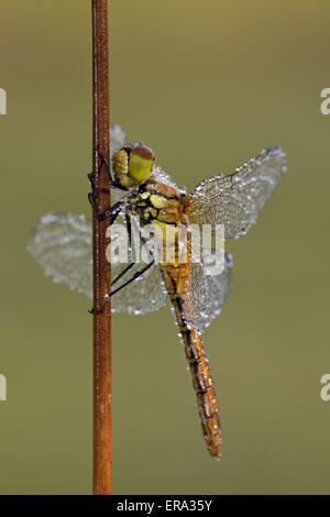 Vert Banque D'Images