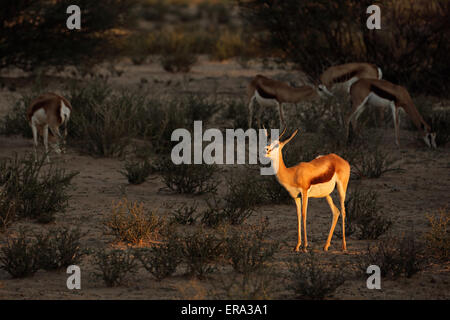 Une antilope springbok (Antidorcas marsupialis) en fin d'après-midi, lumière, désert du Kalahari, Afrique du Sud Banque D'Images