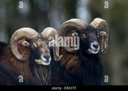 mouflons Banque D'Images