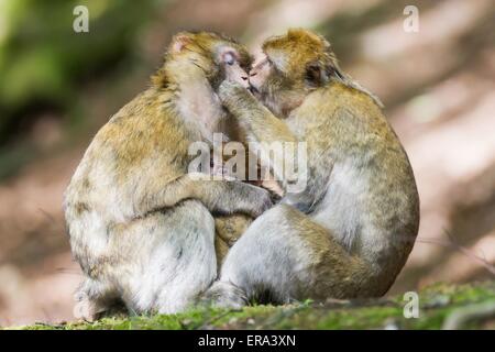 singes de barbarie Banque D'Images