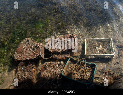 La Croatie ; MALISTON ; paniers d'huîtres vivantes dans l'EAU DU LAC Banque D'Images