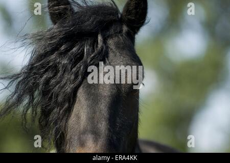 Poney Fell Portrait Banque D'Images