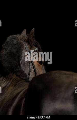 Poney Fell Portrait Banque D'Images