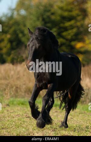 Fellpony au galop Banque D'Images