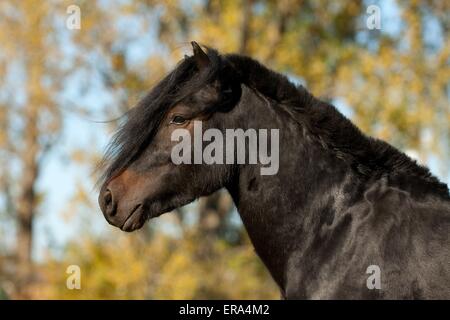 Poney Fell Portrait Banque D'Images