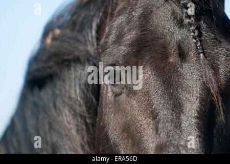 Cheval frison eye Banque D'Images