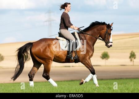 Manèges femme warmblood de Hesse Banque D'Images