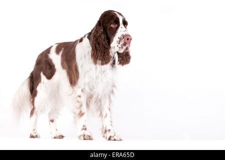 English Springer Spaniel Banque D'Images