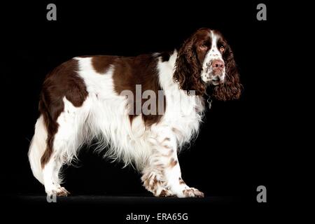 English Springer Spaniel Banque D'Images