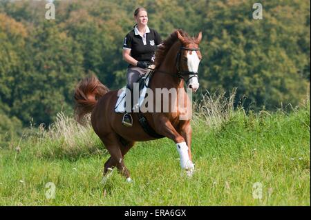 Manèges femme Warmblood de Hesse Banque D'Images