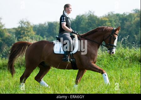 Manèges femme Warmblood de Hesse Banque D'Images