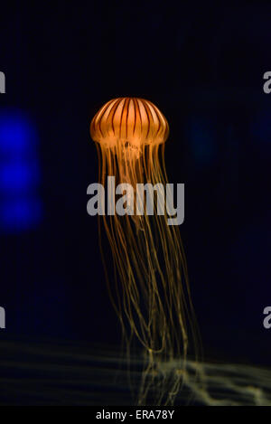 Méduse tentacules orange avec piscine sur un fond noir Banque D'Images