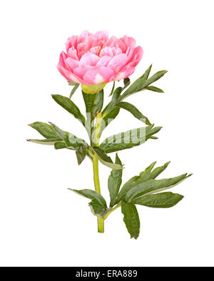 Une double fleur, la tige et les feuilles d'une rose pivoine (Paeonia lactiflora) cultivar isolés contre un fond blanc Banque D'Images